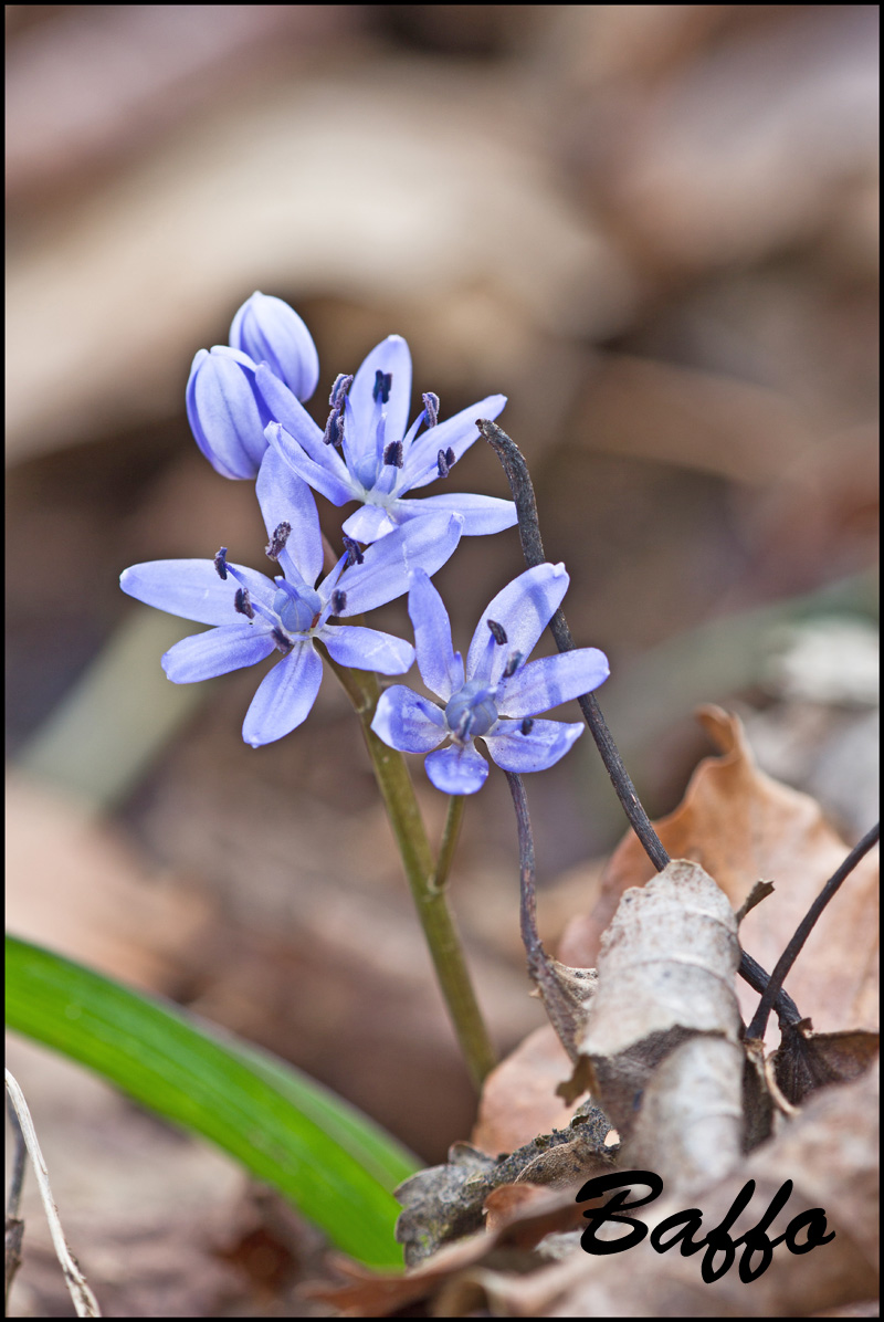 Scilla bifolia